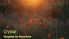  Presentation with remembrance day - Presentation theme consisting of wild-vivid-poppy-field background and a tawny brown colored foreground