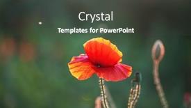 Presentation with remembrance day - Theme having wild-vivid-poppy-field background and a dark gray colored foreground