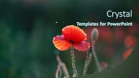  Presentation with remembrance day - Presentation theme having wild-vivid-poppy-field background and a  colored foreground