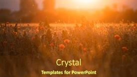  Presentation with remembrance day - Slides featuring wild-vivid-poppy-field background and a tawny brown colored foreground