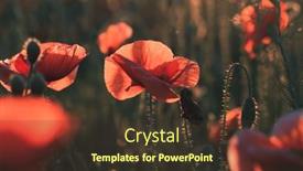 Presentation with remembrance day - PPT layouts having wild-vivid-poppy-field background and a tawny brown colored foreground