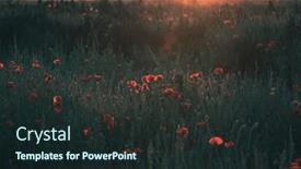  Presentation with remembrance - Theme consisting of wild-vivid-poppy-field background and a wine colored foreground