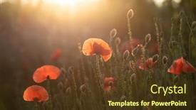  Presentation with remembrance - Slides featuring wild-vivid-poppy-field background and a  colored foreground