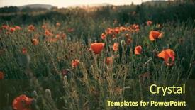  Presentation with remembrance - Presentation consisting of wild-vivid-poppy-field background and a  colored foreground
