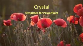  Presentation with remembrance day - PPT theme enhanced with wild-vivid-poppy-field background and a tawny brown colored foreground