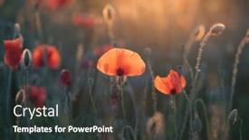  Presentation with remembrance day - Presentation theme with wild-vivid-poppy-field background and a dark gray colored foreground