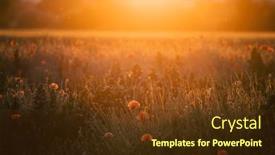 Presentation with remembrance day - Presentation design having wild-vivid-poppy-field background and a tawny brown colored foreground