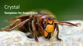  Presentation with natural - PPT layouts enhanced with wild-wasp-in-natural-habitat background and a tawny brown colored foreground