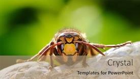  Presentation with natural - Cool new presentation theme with wild-wasp-in-natural-habitat backdrop and a coral colored foreground