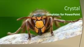  Presentation with underwater wild nature sea life - Slide set enhanced with wild-wasp-in-natural-habitat background and a forest green colored foreground