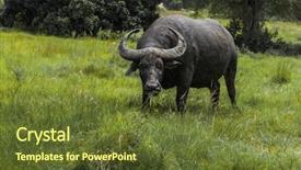  Presentation with water park - Audience pleasing slide deck consisting of wild water buffalo bubalus bubalis grazing on a meadow comodo national park indonesia backdrop and a tawny brown colored foreground