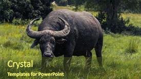  Presentation with water park - Theme consisting of wild water buffalo bubalus bubalis grazing on a meadow comodo national park indonesia background and a tawny brown colored foreground