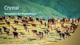  Presentation with tibetan mountains - Audience pleasing slide deck consisting of wild west - herd of goats grazing backdrop and a ocean colored foreground