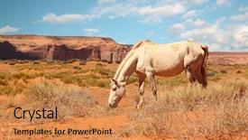  Presentation with wild horse - Slide set consisting of wild white horse eating grass background and a coral colored foreground