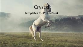  Presentation with wild horse - Presentation theme with wild white horse background and a light gray colored foreground