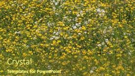  Presentation with wild flower - Presentation theme with wild-yellow-and-white-flower background and a tawny brown colored foreground