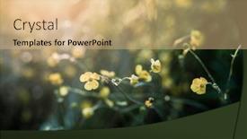  Presentation with yellow green - 