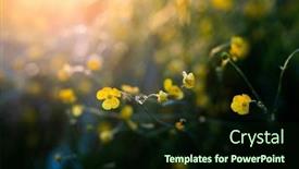  Presentation with yellow green - 