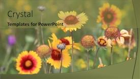  Presentation with summer flowers - PPT theme with wild-yellow-flowers-in-summer background and a gold colored foreground