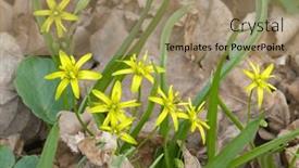  Presentation with onion - Slides consisting of wild-yellow-goose-onion-flowers background and a coral colored foreground