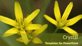  Presentation with onion - Slide deck enhanced with wild-yellow-goose-onion-flowers background and a tawny brown colored foreground