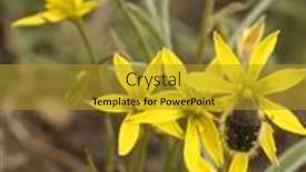  Presentation with onion - Slides with wild-yellow-goose-onion-flowers background and a gold colored foreground