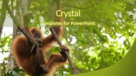  Presentation with liana - Slide deck consisting of wild young orangutan hanging background and a tawny brown colored foreground