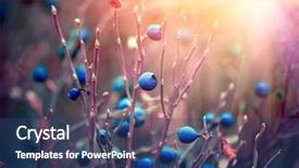  Presentation with antioxidant - PPT theme having wildberry growing in forest blueberry background and a ocean colored foreground