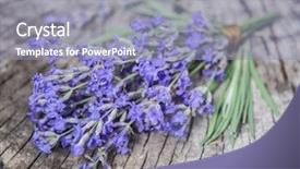  Presentation with lavender flowers - PPT layouts featuring wildcraft - bunch of lavandula or lavender background and a light blue colored foreground