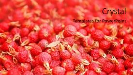  Presentation with rose hips - PPT theme with wildcraft - dried wild rose hips background and a  colored foreground