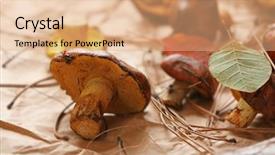  Presentation with craft - Colorful theme enhanced with wildcraft - fresh mushrooms on craft paper backdrop and a  colored foreground