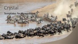  Presentation with great migration - Presentation design consisting of wildebeest-and-zebra-cross background and a mint green colored foreground