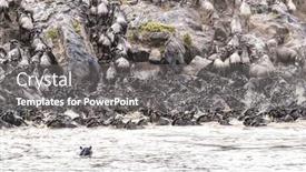  Presentation with great migration - Presentation theme featuring wildebeest-and-zebra-scramble-out background and a gray colored foreground