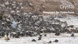  Presentation with great migration - PPT theme consisting of wildebeest-and-zebra-scramble-out background and a gray colored foreground
