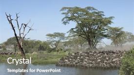  Presentation with serengeti africa - Beautiful presentation theme featuring herds of wildebeest backdrop and a gray colored foreground