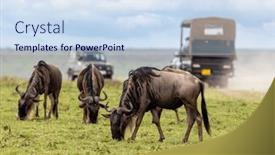 Presentation with migration - Slides consisting of wildebeest-connochaetes-taurinus-graze background and a sky blue colored foreground
