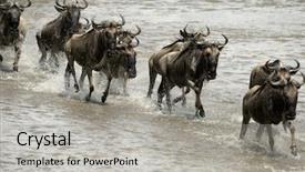  Presentation with serengeti africa - PPT theme having wildebeest crossing river mara serengeti background and a light gray colored foreground