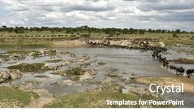  Presentation with serengeti africa - Amazing presentation theme having wildebeest crossing the river backdrop and a coral colored foreground