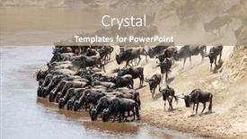  Presentation with great migration - Slide set with wildebeest-drink-from-the-mara background and a coral colored foreground