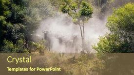  Presentation with great migration - Audience pleasing presentation theme consisting of wildebeest-gather-on-the-banks backdrop and a coral colored foreground