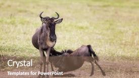  Presentation with mother baby - Slide set enhanced with wildebeest mother with suckling baby background and a coral colored foreground