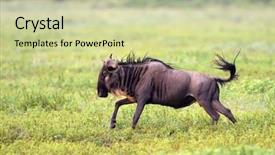  Presentation with black and white religious - Cool new slides with wildebeest or white-tailed gnu backdrop and a  colored foreground