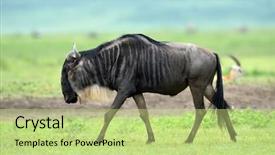  Presentation with agriculture black and white cow - Beautiful PPT theme featuring wildebeest or white-tailed gnu backdrop and a mint green colored foreground