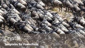  Presentation with great migration - Audience pleasing slide set consisting of wildebeest scramble up the bank or the mara river during the annual great migration in the masai mara kenya backdrop and a gray colored foreground