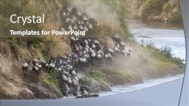  Presentation with great migration - Presentation theme with wildebeest-scramble-up-the-banks background and a violet colored foreground