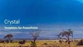  Presentation with savannah - Amazing presentation theme having wildebeests-and-giraffes-graze backdrop and a ocean colored foreground