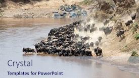  Presentation with great migration - Colorful presentation theme enhanced with wildebeests-on-the-banks backdrop and a lemonade colored foreground