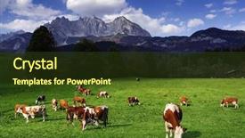  Presentation with dead cows - Audience pleasing PPT layouts consisting of wilderness - cows grazing in front backdrop and a tawny brown colored foreground