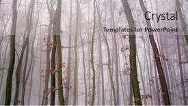  Presentation with misty - Slide deck with wilderness young oaks in wetland background and a light gray colored foreground