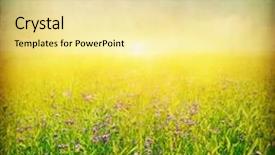 Presentation with wildflower field - Presentation design consisting of wildflower-field-at-sunset-grunge background and a blonde colored foreground